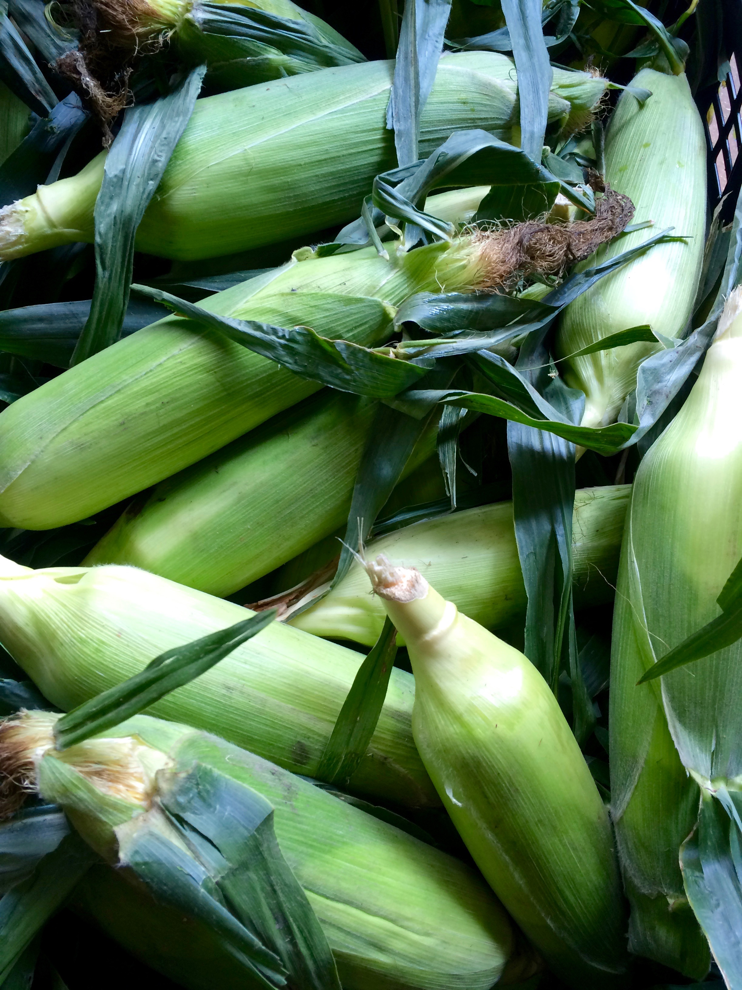 Corn2