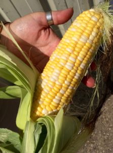 blog_corn